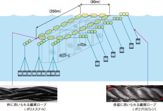 マグロ養殖施設（海洋牧場）